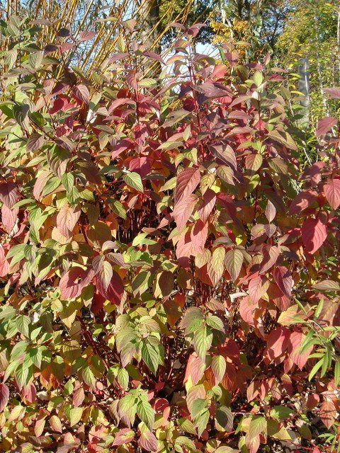 Cornus alba feuille automne P25